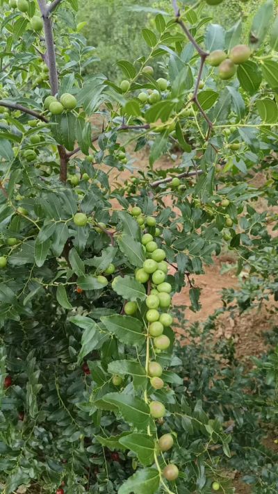 晋酸六号，药用酸枣高产苗。需要联系18534302961