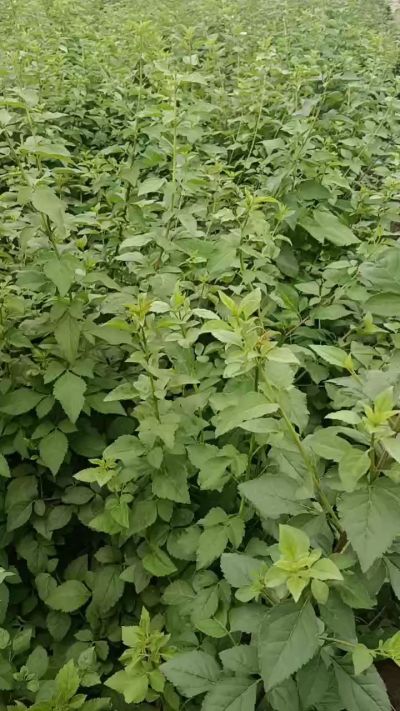 药用连翘苗，科研五号，需要联系18534302961