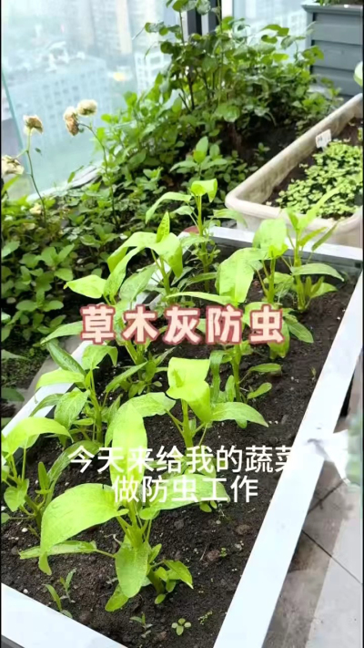 草木灰防虫，防根腐病