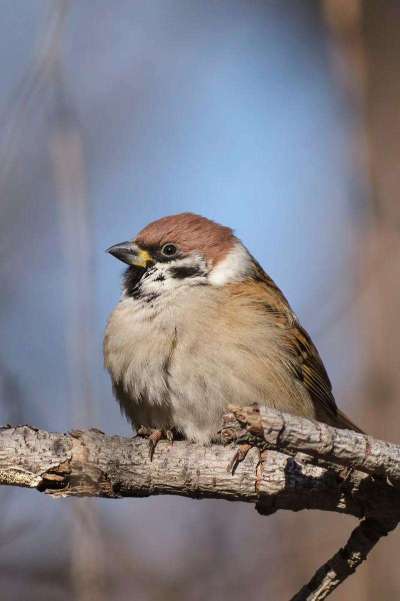 蓝莓鸟害啄果实，需多法驱鸟护产