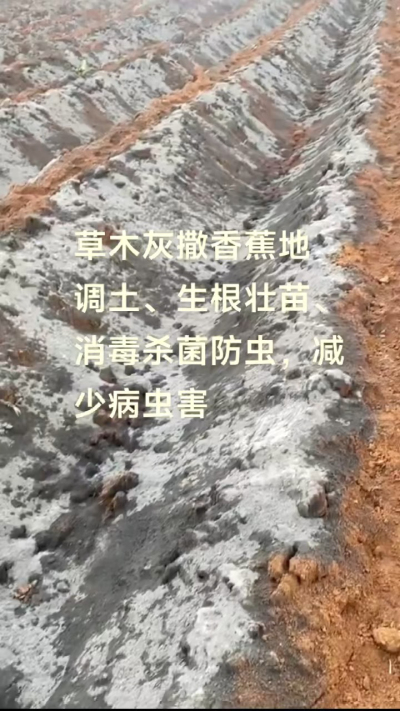 [太阳]纯植物草木灰源头厂家，草木灰广泛适用于各类农作物，是性价比很高的有机肥