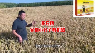 多石粮--谷物小分子有机酸
水稻/小麦，分蘖期 孕穗期 灌浆期 ，使用3次，增产看得见