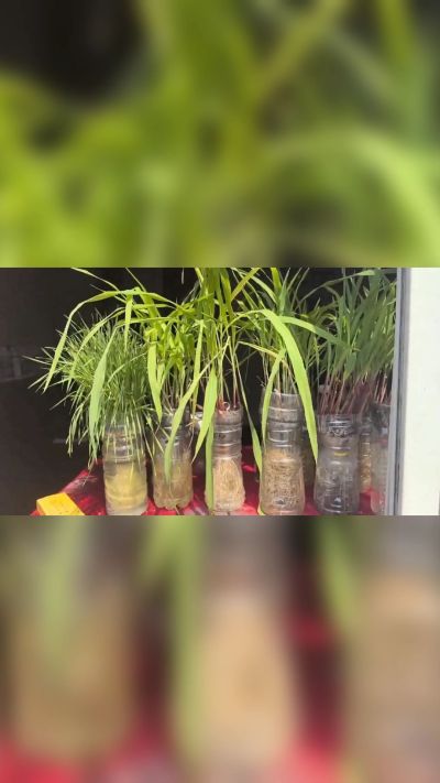 微生物菌剂，出厂前每克添加5亿微生物。最新实验生根育苗，保证不烧苗，促进毛细根增长，抑制病虫害，疏松土壤，保水保肥。近期需要用肥的老板提前联系，19331068337微信同步。