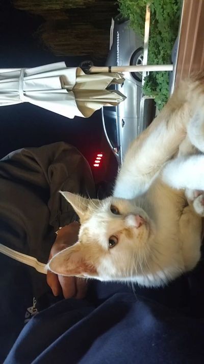 这是我在野外今年春天开始喂养的小猫🐈🐱🐱🐱🐱🐱🐱🐱🐱🐱🐱🐱很可爱