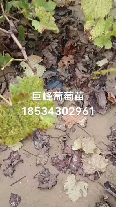 巨峰葡萄苗，一年扦插苗，苗圃基地直销！需要联系18534302961