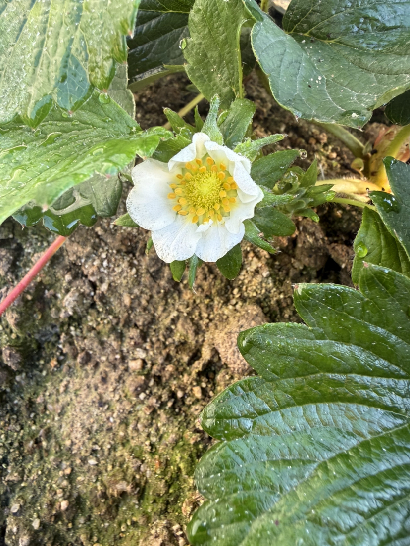 今年的碗苗上花快