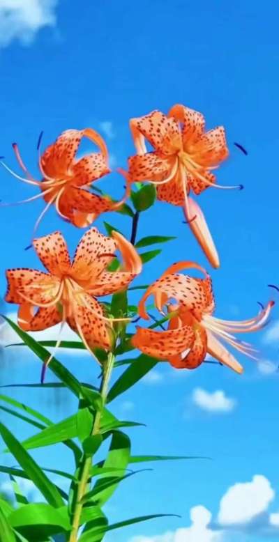 美丽的花散发幻清香，难己释怀。