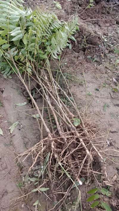 出售臭椿苗，巨峰葡萄苗。药用连翘苗，科研五号优质种苗，2/5年苗，药用连翘树，挂果树，全国包邮到家！财富密码18534302961