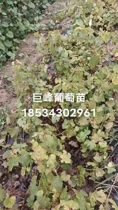 出售早熟巨峰葡萄苗。药用连翘苗，科研五号优质种苗，2/5年苗，药用连翘树，挂果树，全国包邮到家！财富密码18534302961