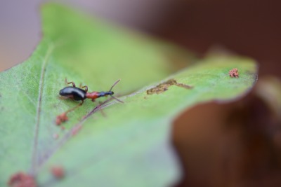 甘薯小象甲的危害与识别