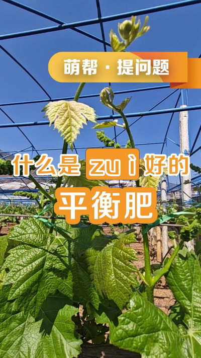 什么是最好的平衡肥