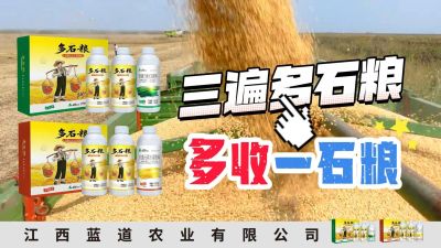 冬季种植，油菜，小麦，草莓等作物的，出现了除草剂药害，黄叶，僵苗，苗不长等问题，马上用多石粮，确保5天见到效果。