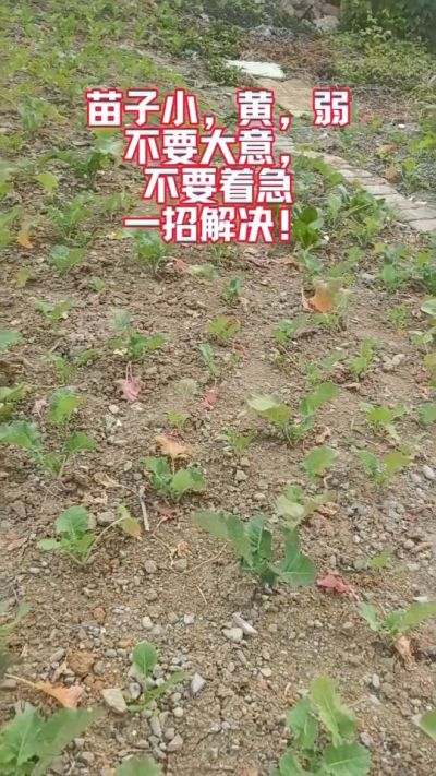 油菜苗子弱苗子小，就用多石粮，5天见效果。