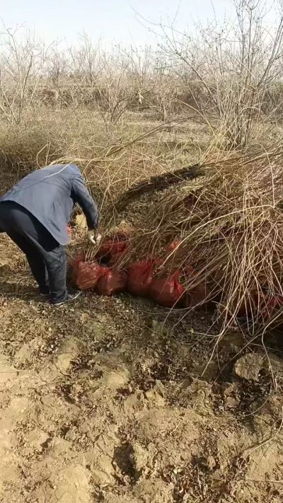 出售药用连翘苗，科研五号优质种苗，2/5年苗，药用连翘树，挂果树，全国包邮到家！财富密码18534302961出售药用连翘苗，科研五号优质种苗，2/5年苗，药用连翘树，挂果树，全国包邮到家！财富密码1