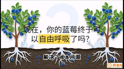 第3节：别把树&ldquo;憋死&rdquo;&mdash;&mdash;正确的定植与换盆手法,   课程：《蓝莓&ldquo;高产&rdquo;实战课：从选苗到丰收的10个关键点》