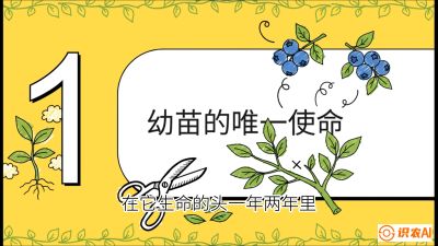 第6节：修剪决定产量（上）&mdash;&mdash;幼苗期与生长期修剪， 课程：《蓝莓&ldquo;高产&rdquo;实战课：从选苗到丰收的10个关键点》