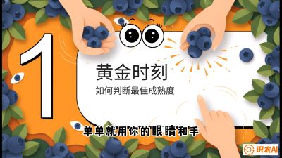 第10节：完美的&ldquo;果粉&rdquo;&mdash;&mdash;采摘时机与保鲜， 课程：《蓝莓&ldquo;高产&rdquo;实战课：从选苗到丰收的10个关键点》