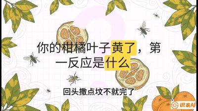 第一节：保命生死线&mdash;&mdash;黄龙病与木虱，课程：《柑橘十大病虫害：从入门到精通》