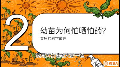 第02节：幼树管理&mdash;&mdash;&ldquo;防晒又防草，树势起得早&rdquo;，课程：《槟榔种植：从不懂到精通的10堂必修课》