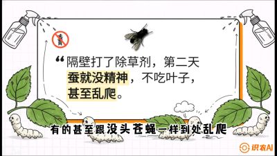 第05节：养蚕人的&ldquo;排雷战&rdquo;&mdash;&mdash;除草剂的生死禁忌，课程：《桑海淘金：桑树高产与蚕桑安全进阶实战课》