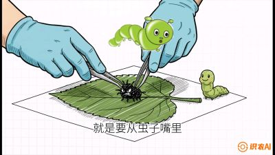 第07节：虫口夺叶（下）&mdash;&mdash;不得不打药时的&ldquo;解毒术&rdquo;，课程：《桑海淘金：桑树高产与蚕桑安全进阶实战课》