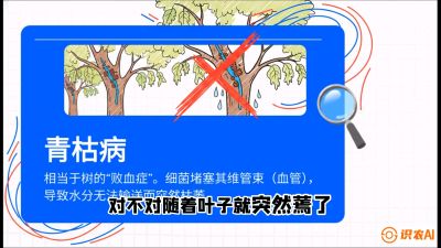 第08节：看不见的杀手&mdash;&mdash;青枯病与萎缩病，课程：《桑海淘金：桑树高产与蚕桑安全进阶实战课》