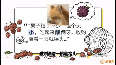 第10节：甜蜜的科学&mdash;&mdash;膨大、增甜与转色，课程：《桑海淘金：桑树高产与蚕桑安全进阶实战课》