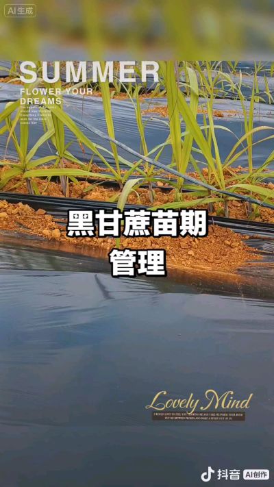 2025年11月份种下去的黑甘蔗苗