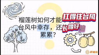 第四节：中国榴莲突围战：为生存重塑权型，抗台风矮化栽培与力学牵引，课程：《国产榴莲突围战：从泰国经验到中国实操的8堂必修课（高阶实战版）》