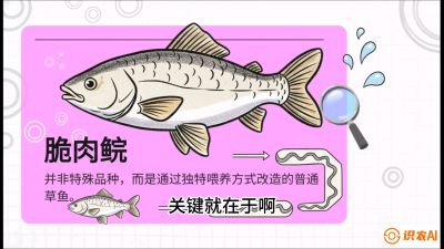 第六节：【老品升级&middot;脆肉鲩】如何让草鱼身价翻倍？，课程：《黄金鳞甲：2025中国淡水鱼高效养殖实战营》