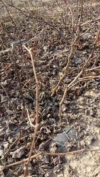 户太八号葡萄苗，一年扦插苗，需要联系，全国包邮到家。18534302961