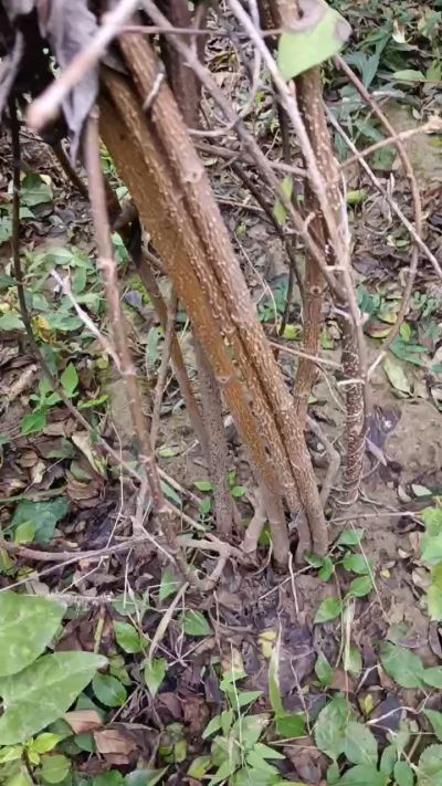 出售药用连翘苗，科研五号优质种苗，2/5年苗，药用连翘树，挂果树，全国包邮到家！财富密码18534302961出售药用连翘苗，科研五号优质种苗，2/5年苗，药用连翘树，挂果树，全国包邮到家！财富密码1