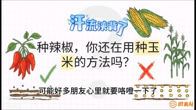 第1节：【品种定江山】工业辣椒vs小米辣：底肥公式与密度陷阱的&ldquo;百万生意经&rdquo;，课程：《辣椒种植实战特训营，从工业辣椒到精品小米辣，教你如何把&ldquo;草&rdquo;种成&ldquo;金&rdquo;》