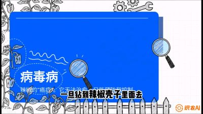 第5节：【病毒病阻击】辣椒的&ldquo;癌症&rdquo;怎么治？从&ldquo;绝收恐慌&rdquo;到&ldquo;带毒生产&rdquo;的逆转术，课程：《辣椒种植实战特训营，从工业辣椒到精品小米辣，教你如何把&ldquo;草&rdquo;种成&ldquo;金&rdquo;》