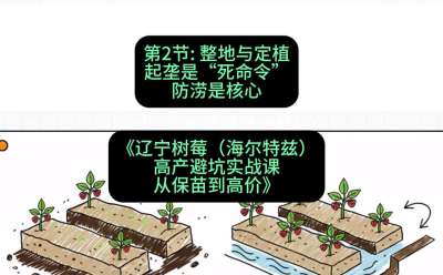 第二节： 整地与定植&mdash;&mdash;起垄是&ldquo;死命令&rdquo;，防涝是核心，课程：《辽宁树莓（海尔特兹）高产避坑实战课：从保苗到高价》