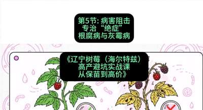 第五节： 病害阻击&mdash;&mdash;专治&ldquo;绝症&rdquo;根腐病与灰霉病，课程：《辽宁树莓（海尔特兹）高产避坑实战课：从保苗到高价》
