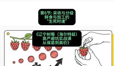 第六节： 采收与分级&mdash;&mdash;鲜食与加工的&ldquo;生死时速&rdquo;，课程：《辽宁树莓（海尔特兹）高产避坑实战课：从保苗到高价》