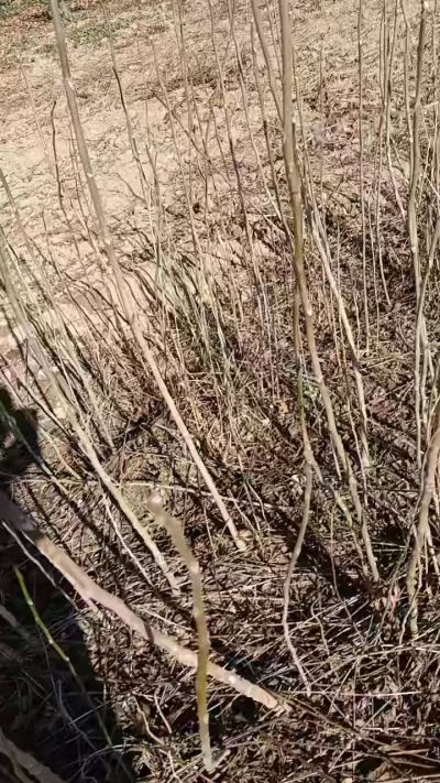 出售臭椿苗，巨峰葡萄苗。药用连翘苗，科研五号优质种苗，2/5年苗，药用连翘树，挂果树，全国包邮到家！财富密码18534302961