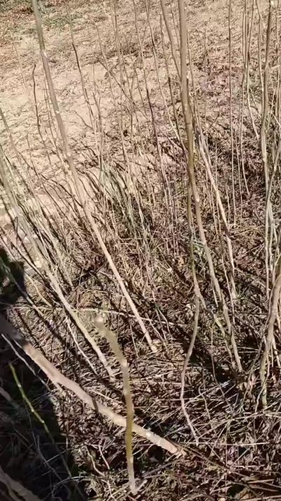 出售臭椿苗，巨峰葡萄苗。药用连翘苗，科研五号优质种苗，2/5年苗，药用连翘树，挂果树，全国包邮到家！财富密码18534302961