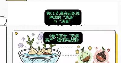 第01节：赢在起跑线&mdash;&mdash;种球的&ldquo;洗澡&rdquo;与&ldquo;消毒&rdquo;，课程：《卷丹百合&ldquo;无病高产&rdquo;植保实战课》#识农AI