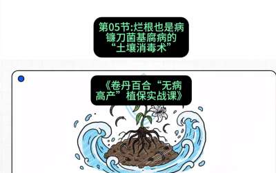 第05节：烂根也是病&mdash;&mdash;镰刀菌基腐病的&ldquo;土壤消毒术&rdquo; ，课程：《卷丹百合&ldquo;无病高产&rdquo;植保实战课》#识农AI
