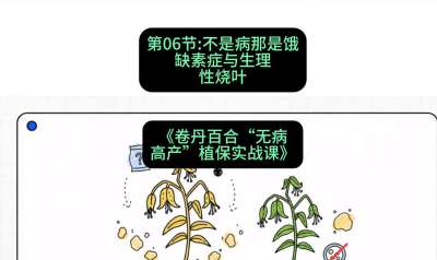 第06节：不是病那是饿&mdash;&mdash;缺素症与生理性烧叶 ，课程：《卷丹百合&ldquo;无病高产&rdquo;植保实战课》#识农AI