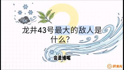 第04节：龙井双璧&mdash;&mdash;龙井43与群体种的差异化护养（重点），课程：《茗茶卫士&mdash;&mdash;茶叶病虫害绿色防控实战课》#识农AI