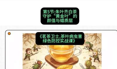第05节：朱叶齐白茶&mdash;&mdash;守护&ldquo;黄金叶&rdquo;的颜值与蜡质层（重点），课程：《茗茶卫士&mdash;&mdash;茶叶病虫害绿色防控实战课》#识农AI