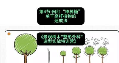 第04节：网红&ldquo;棒棒糖&rdquo;&mdash;&mdash;单干高杆植物的速成法，课程：《景观树木&ldquo;整形外科&rdquo;造型实战特训营》#识农AI