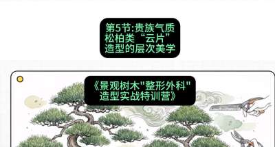 第05节：贵族气质&mdash;&mdash;松柏类&ldquo;云片&rdquo;造型的层次美学，课程：《景观树木&ldquo;整形外科&rdquo;造型实战特训营》#识农AI