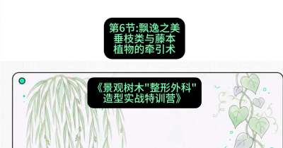 第06节：飘逸之美&mdash;&mdash;垂枝类与藤本植物的牵引术，课程：《景观树木&ldquo;整形外科&rdquo;造型实战特训营》#识农AI
