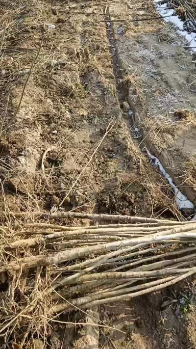 臭椿树苗，一年苗，需要联系18534302961