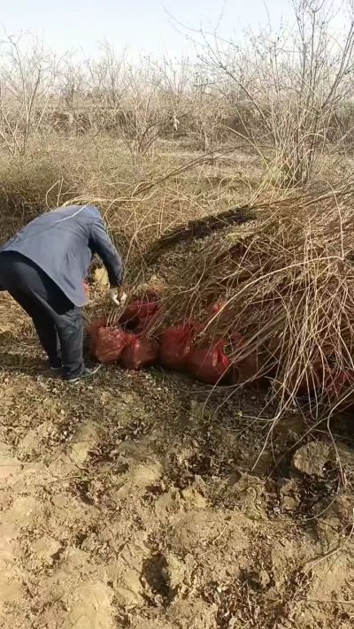 出售药用连翘苗，科研五号优质种苗，2/5年苗，药用连翘树，挂果树，全国包邮到家！财富密码18534302961出售药用连翘苗，科研五号优质种苗，2/5年苗，药用连翘树，挂果树，全国包邮到家！财富密码1
