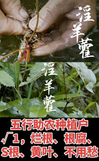 177，1907，0725，V 同号
1  老乡们！种淫羊藿不用乱买肥，咱这款专用肥，针对淫羊藿习性配的，壮苗防烂根，采收多卖钱，用过都回头！
2  咱种淫羊藿图的就是省心高产！专用肥薄肥勤施，苗不烧